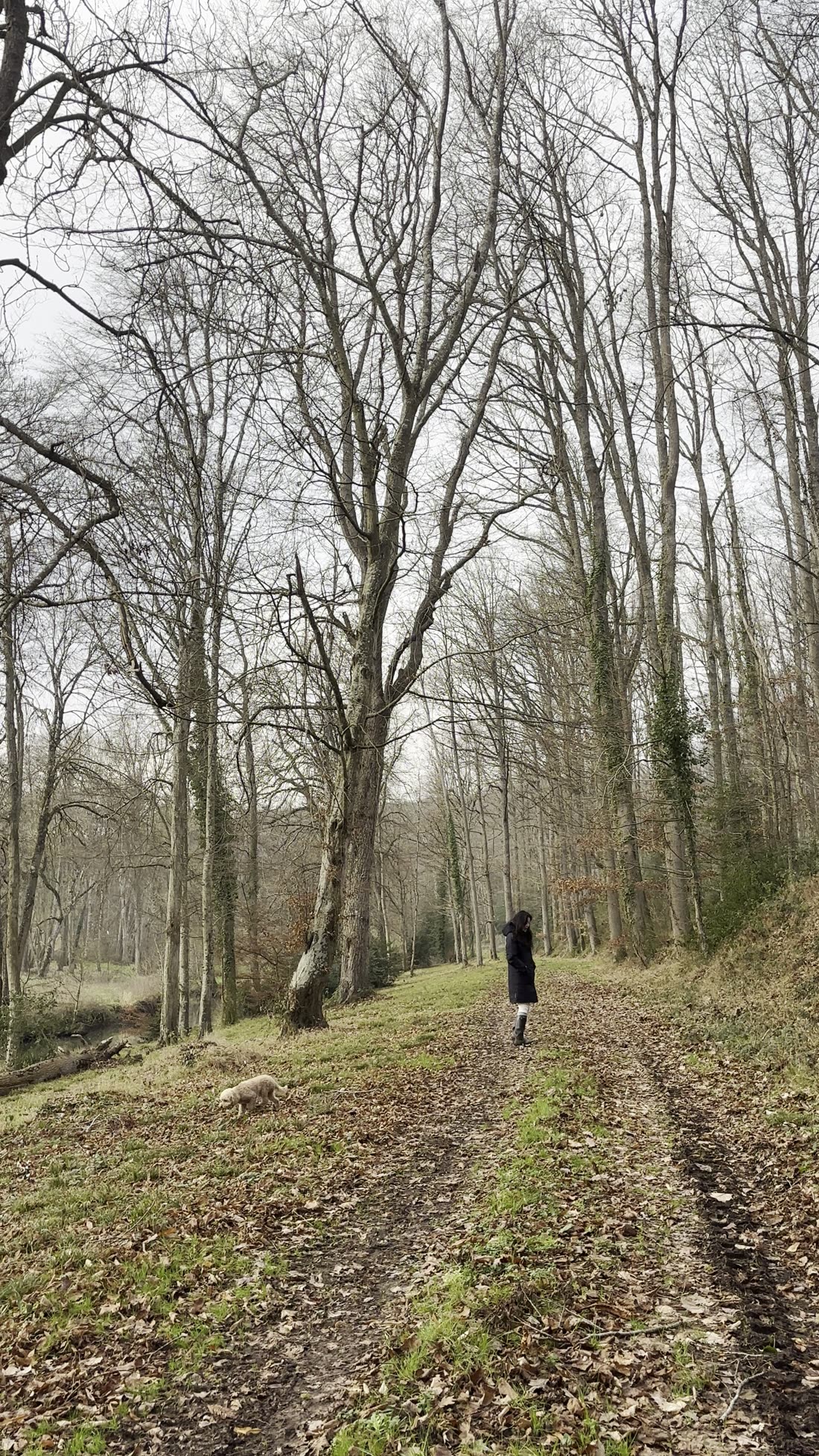 The same woods, bare, in winter